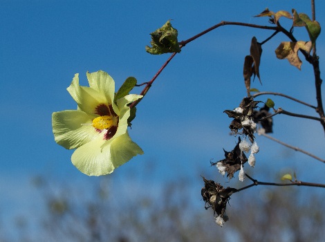 Galapagos cotton flower © Brian Gratwicke