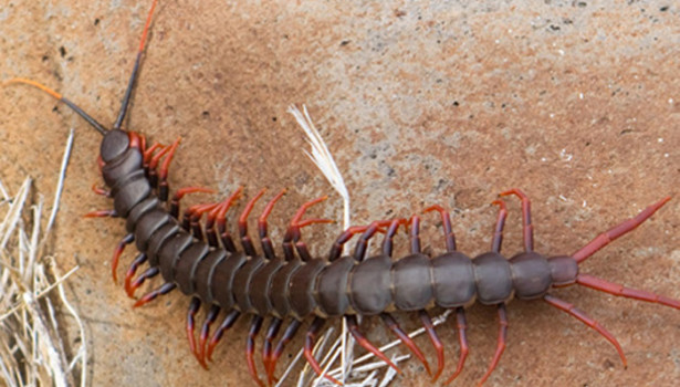 Galapagos Wildlife: Darwin's Goliath Centipede © Janette Schubert