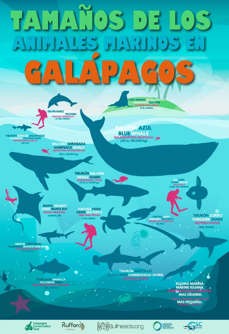 Galapagos Graphics: Sizes of Galapagos marine species
